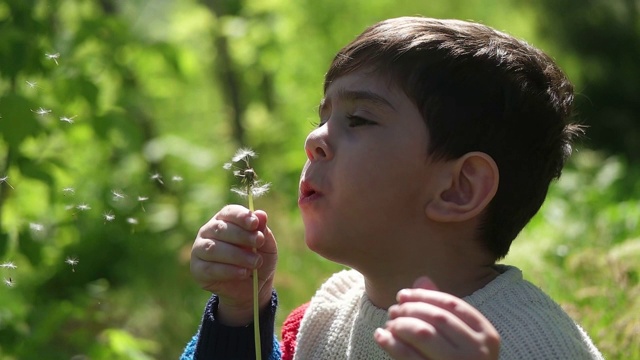 孩子在吹蒲公英视频素材