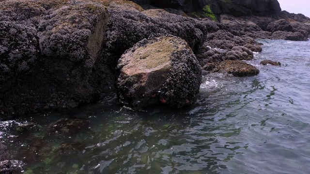 在俄勒冈海岸的岩石上与海洋生物一起旋转视频素材