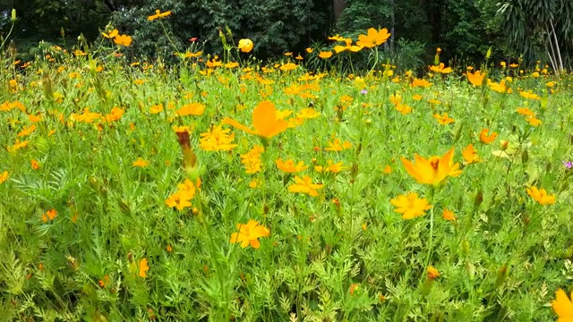 蜂黄宇宙花园花近距离，双羽宇宙。视频素材