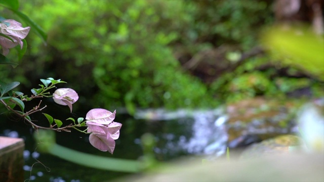 有瀑布和鲜花的迷你花园。可爱的风景。视频素材