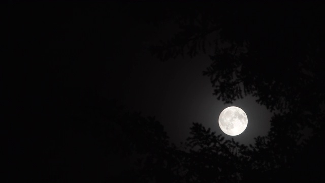 夜晚，满月透过树林视频素材