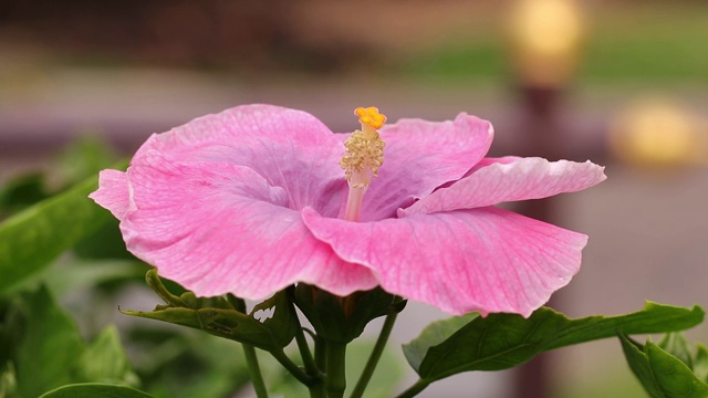 近粉芙蓉花花粉。选择性聚焦粉红色的芙蓉花在花园里绽放。视频素材