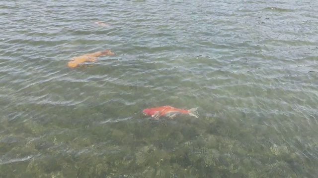 在阳光明媚的日子里，鲜红的鲤鱼或锦鲤在清澈的湖里游泳视频素材