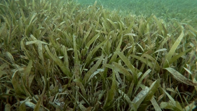 海床上长满了茂密的绿色海草。镜头慢慢地向前移动。水下的背景视频素材