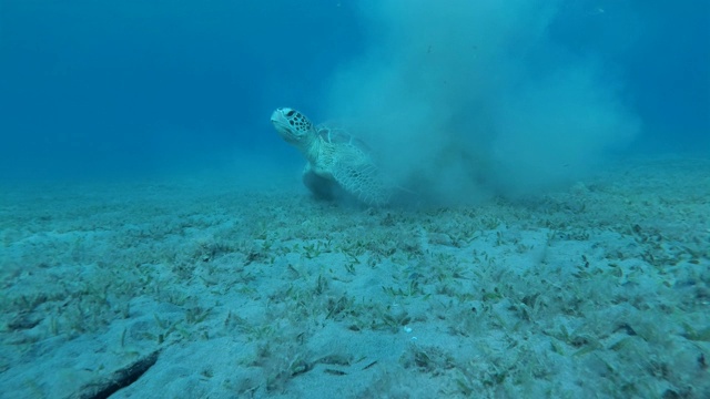 海龟和藏在淤泥中壳上的鮣鱼。绿海龟(Chelonia mydas)和鮣鱼(Echeneis naucrates)，红海，埃及视频素材