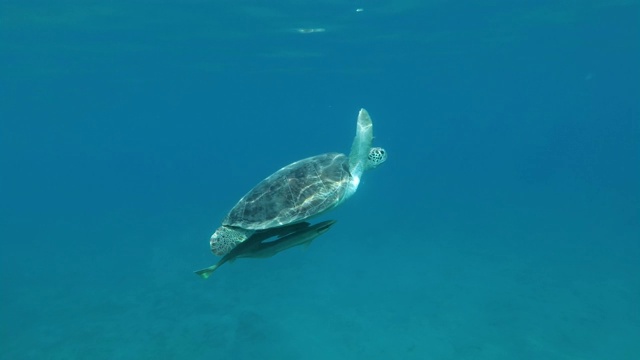 海龟带着两只带壳的鮣鱼慢慢地从海床上升到水面。绿海龟(Chelonia mydas)和鮣鱼(Echeneis naucrates)，红海，埃及视频素材