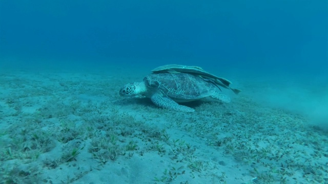 年轻的海龟带着带壳的鮣鱼慢慢地漂浮在海床上，试图从鮣鱼身上解脱出来。绿海龟(Chelonia mydas)和鮣鱼(Echeneis naucrates)，红海，埃及视频素材