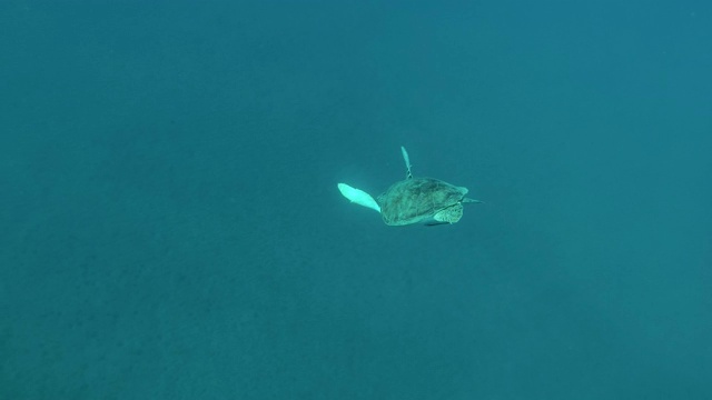 小海龟在阳光下潜到深海。绿海龟(Chelonia mydas)，埃及红海视频素材