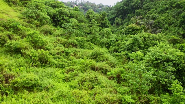 巴厘岛，乌布附近的雨林。从以上观点。视频素材