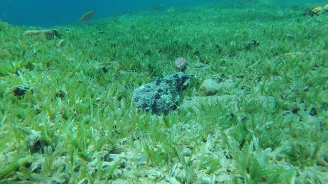 慢镜头，暗礁石鱼(Synanceia verrucosa)慢慢地埋在沙海床上覆盖着绿色的海草在蓝色的水背景。埃及红海视频素材