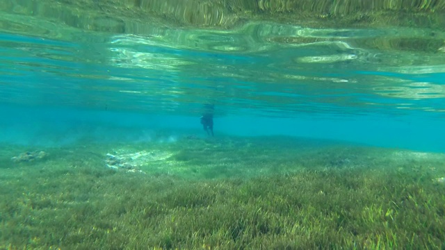 黑色的狗沿着覆盖着绿色海草的海底走。海床反射光滑的水面。水下拍摄视频素材