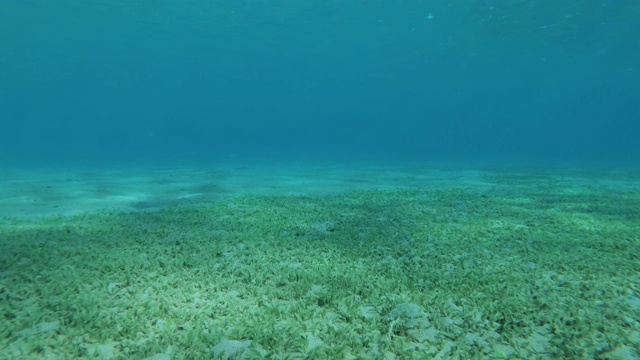 沙质海床上覆盖着绿色的海草，背景是阳光下的蓝色海水。水下景观视频素材