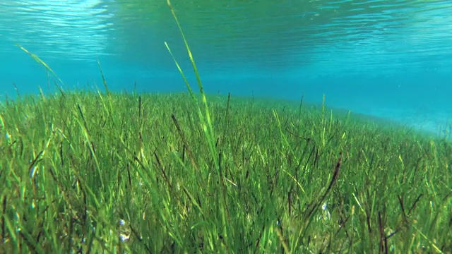 海底覆盖着茂密的绿色海草，在浅水中可以反射出表面。水下的背景视频素材