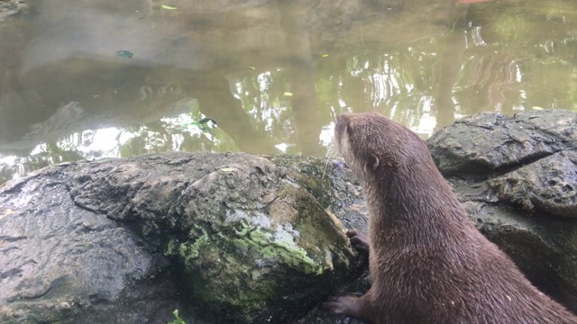 水獭在水里玩耍和游泳视频下载