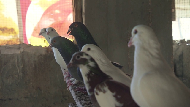 鸽子在鸟类饲养场视频素材