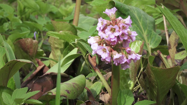 心花bergenia视频素材