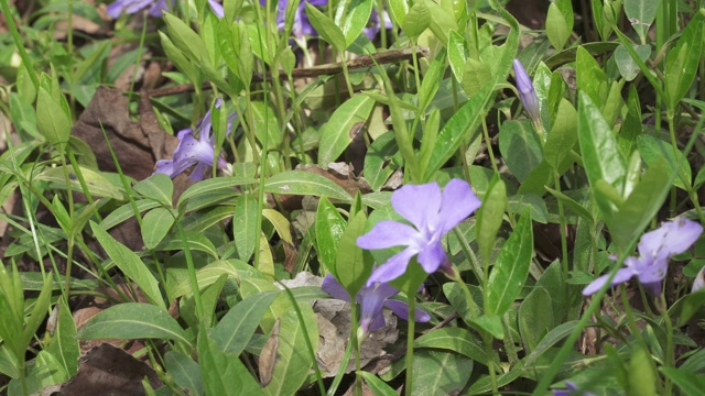 小长春花花长春花视频素材