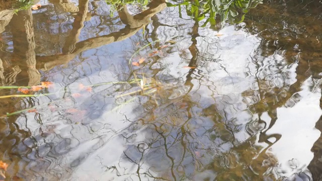 清澈的池塘水，天空和植物的倒影与波浪形水面在慢镜头视频素材