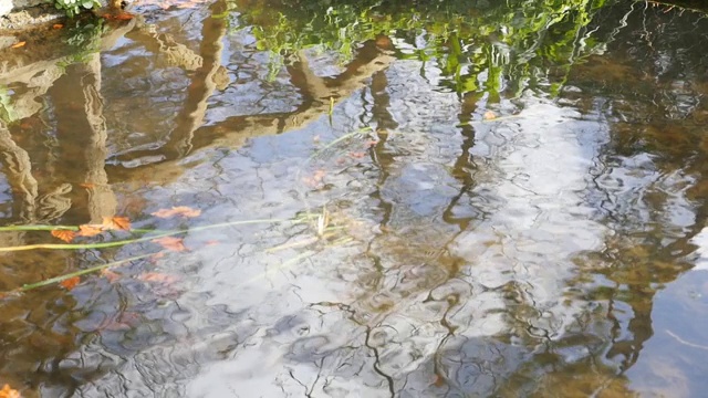 池水倒影的天空和植物与波浪形水面在慢镜头视频素材