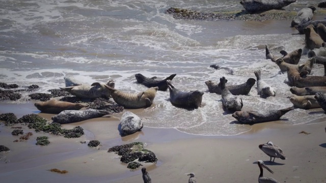 海浪撞击日光浴的海滩海豹视频素材