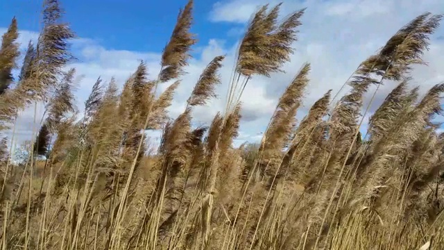 高高的草在风中移动，映衬着蓝天。特写镜头。视频素材