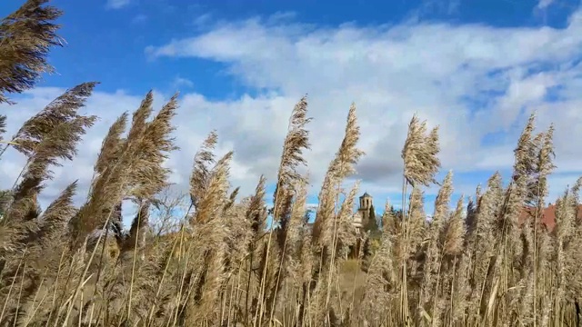 高高的草在风中移动，映衬着蓝天。特写镜头。视频素材