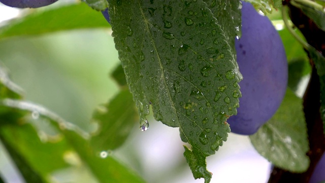 雨后梅树上的雨滴的特写视频素材