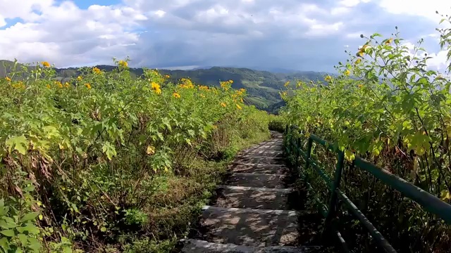 时间扭曲的运动走在黄花的田野或Tithonia多样性(Hemsl。)A.Gray。在山上背景美丽的云在天空和道路在Doi Mae Ukho, Mae Hong Son在泰国视频素材