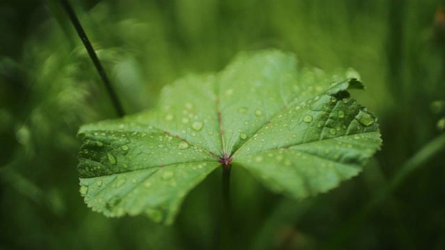 水滴在树叶上。多莉拍摄视频素材