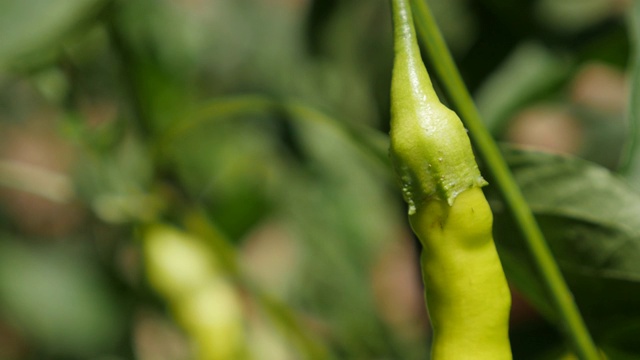 红辣椒藤种植在4K花园里视频素材