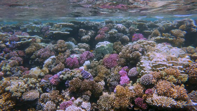 埃及的拉哈米湾，美丽的珊瑚礁上有海洋生物和许多热带鱼视频素材