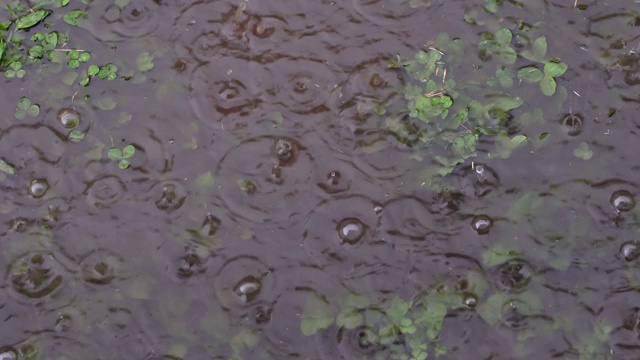 春天下起了大雨，雨点冒泡地落在地上，地上长满了草，形成水坑。视频素材