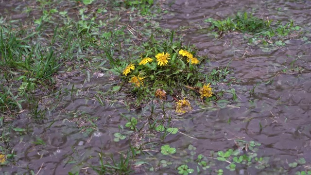 春天下起了大雨，雨滴冒泡地落在地上，覆盖着青草，蒲公英形成水坑。视频素材