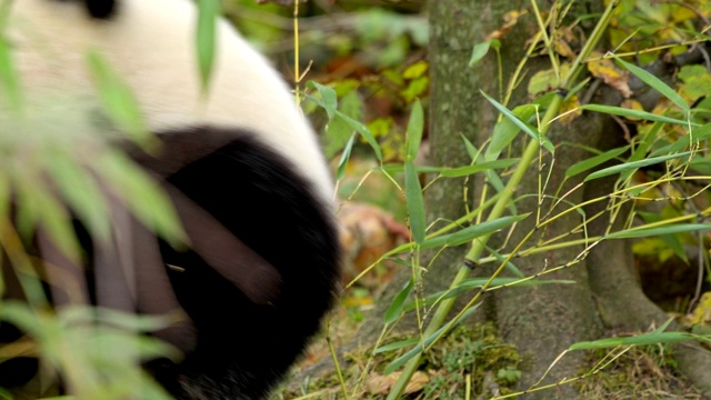 大熊猫，Ailuropoda melanoleuca视频购买