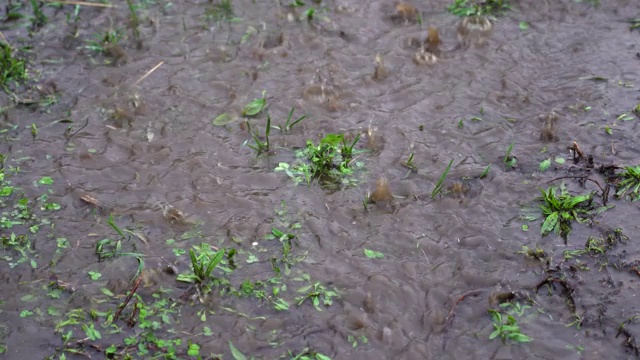 春天下起了大雨，雨点冒泡地落在地上，地上长满了草，形成水坑。视频素材