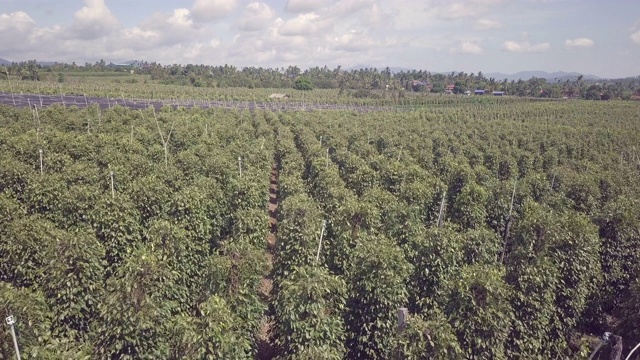 低空飞过胡椒种植园视频素材