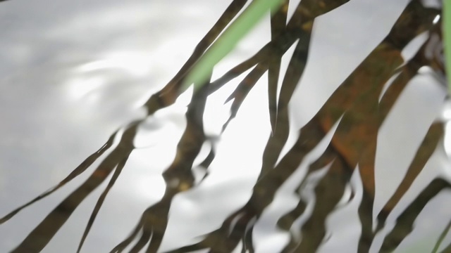 森林河流或湖泊的地表水背景。平静放松的背景。河近丰清溪。清水慢动作中的光反射。惊人的波浪在河面荡漾。视频素材