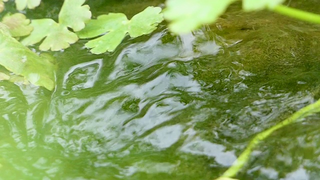 森林河流或湖泊的地表水背景。平静放松的背景。河近丰清溪。清水慢动作中的光反射。惊人的波浪在河面荡漾。视频素材