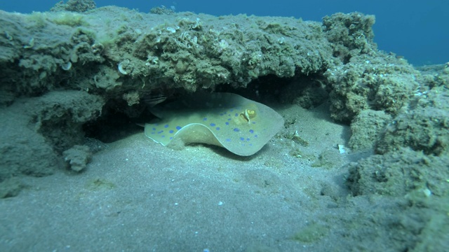 慢镜头，蓝斑黄貂鱼(Taeniura lyma)的特写躺在珊瑚礁下，漂走了。埃及红海视频素材