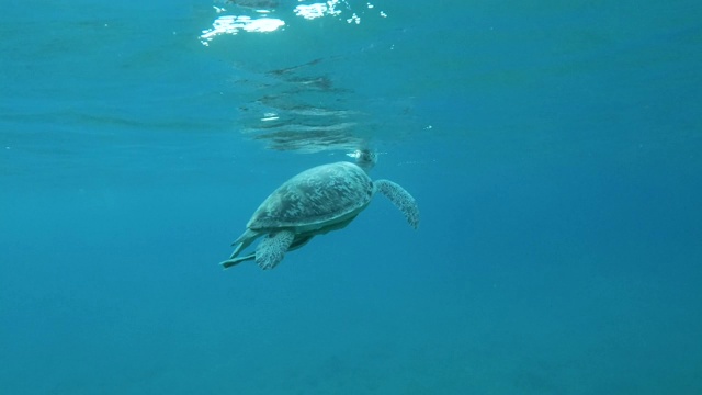 绿海龟(Chelonia mydas)带着两只壳下的鮣鱼(Echeneis naucrates)游上水面，换气后潜入沙质海底深处。埃及红海视频素材