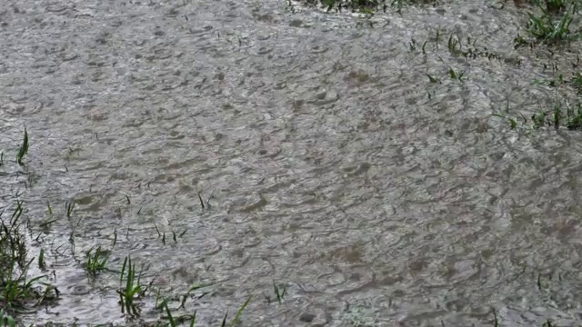 春天下大雨，雨点冒泡地落在草坪上，形成巨大的水坑。视频素材