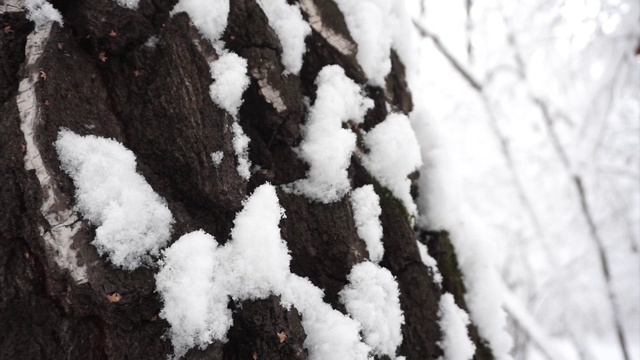 冬天森林里桦树皮上的雪。锅。视频素材