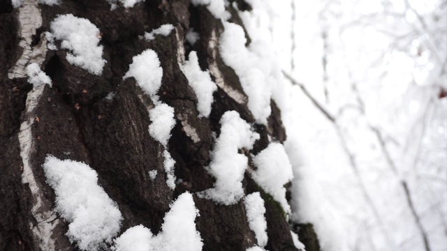 冬天森林里桦树皮上的雪。盘下来。视频下载