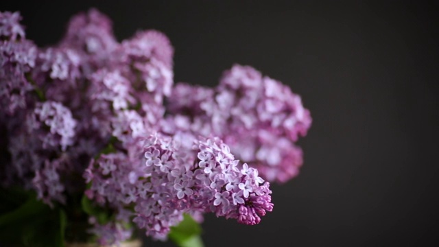 一束美丽的春天的丁香花在黑色上视频素材