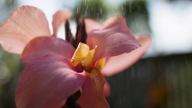 花特写看起来美丽的夏天的光。视频素材