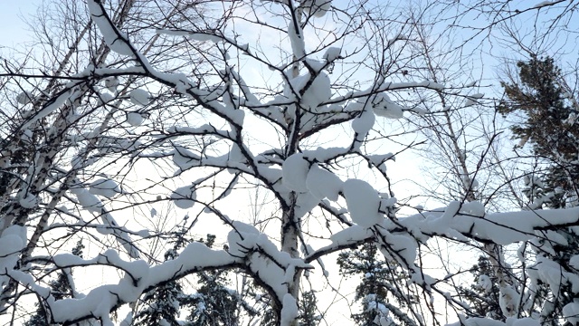 冬天，白桦树覆盖着白雪，映衬着蓝天。4 k视频素材