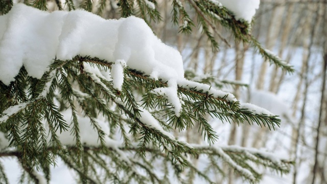 冬天下雪的森林。树枝上覆盖着雪。4 k视频素材