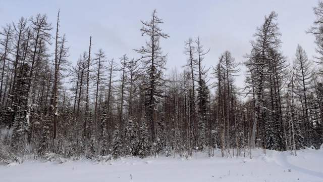 冬天的风景。松树上覆盖着积雪。冬天下雪的森林。4 k视频素材