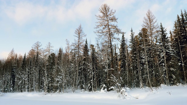 冬天的风景。雪落在白雪覆盖的混合森林里。4 k视频素材