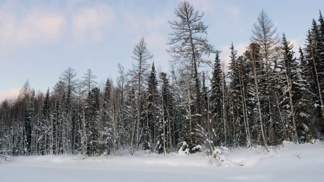 雪林冬季风景优美。树枝上覆盖着蓬松的雪。4 k视频素材